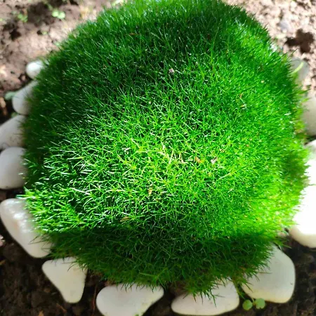 Familia Fantastiko Hotel 2*